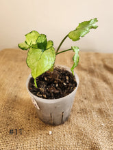 Charger l&#39;image dans la galerie, Syngonium three kings
