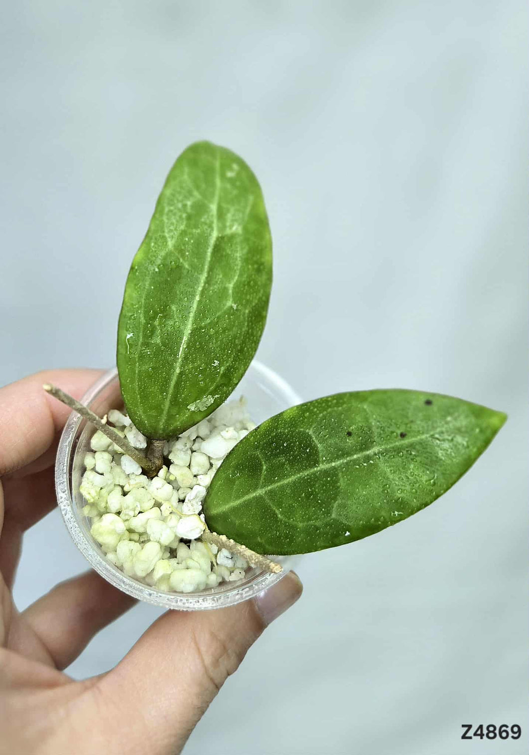 Hoya Parasitica ⭐️ #Z4869