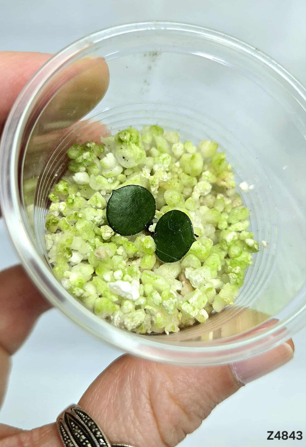 Hoya Peltata ⭐️ #Z4843
