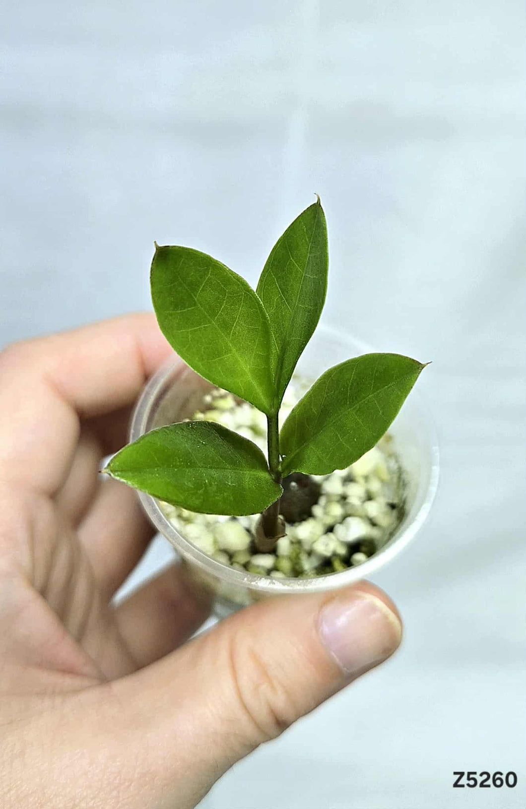ZZ Plant Variegata revert #Z5260