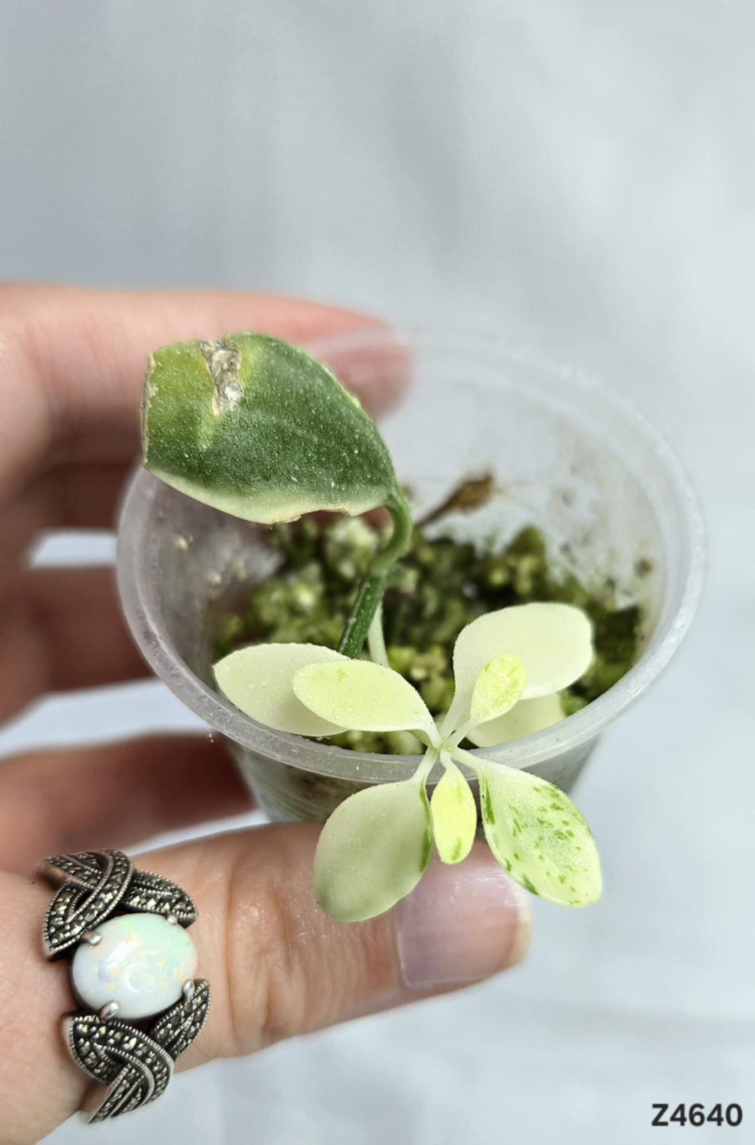 Dischidia Oiantha Variegata  #Z4640