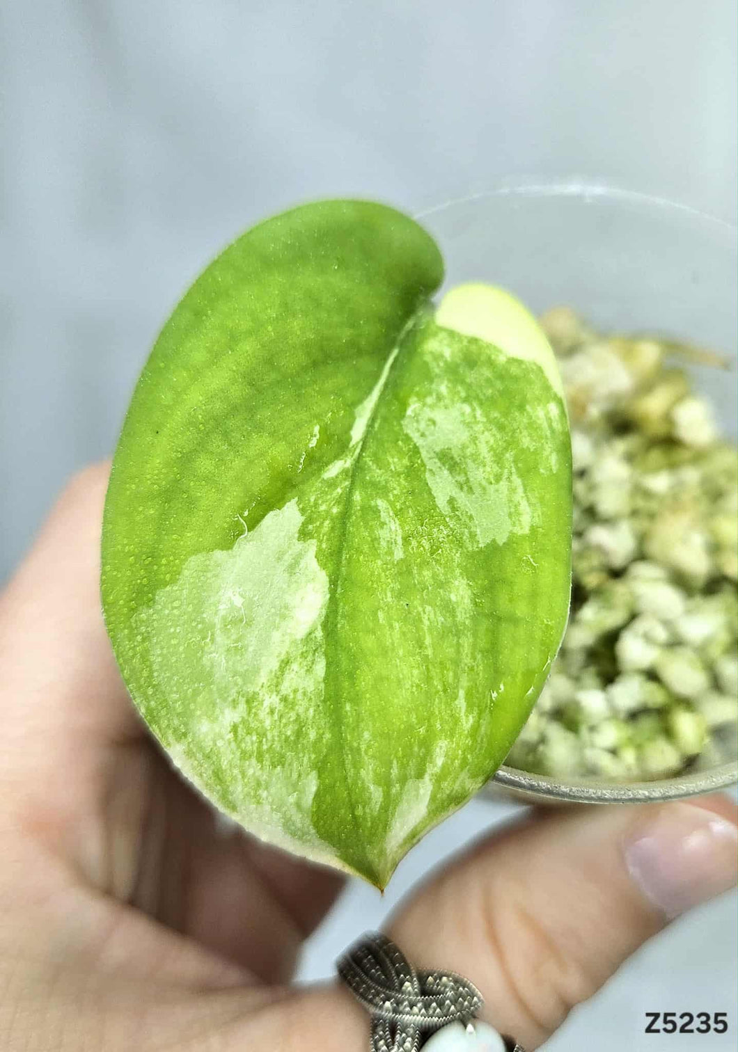 Scindapsus Jade Satin Variegata #Z5235