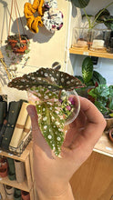 Load image into Gallery viewer, Bégonia Maculata Pink #Z5843
