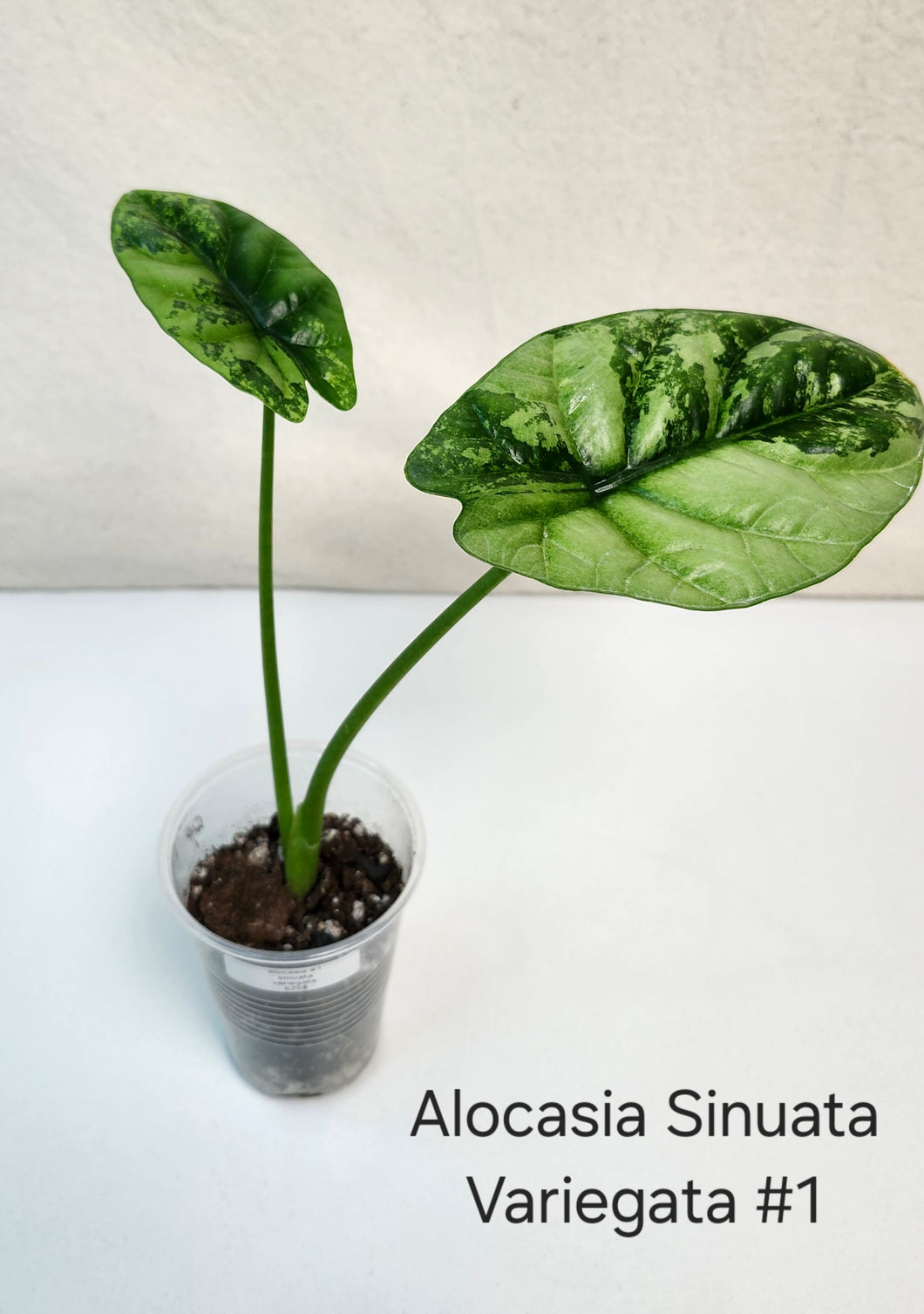 Alocasia sinuata variegata