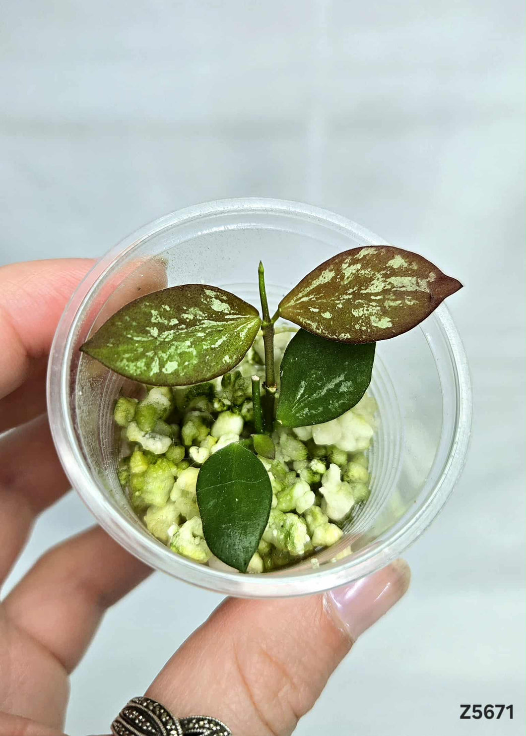 Hoya Collina Papua ⭐️ #Z5671