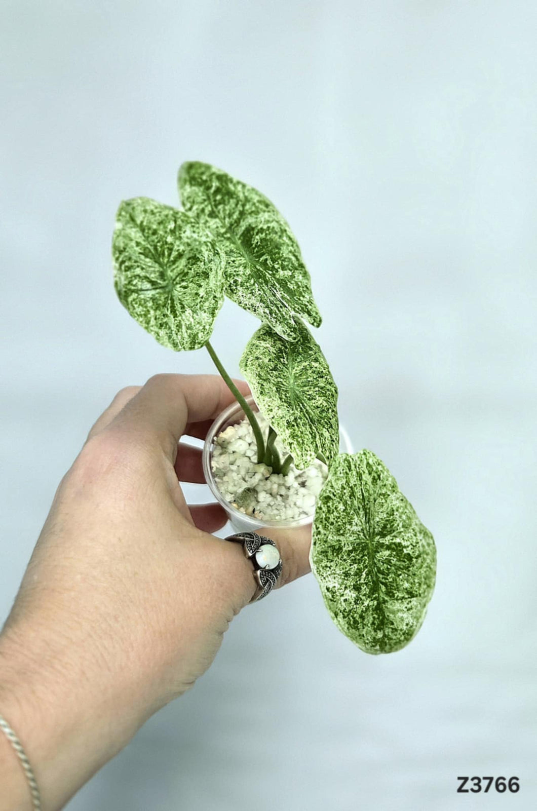 Alocasia Longiloba Mint #Z3766