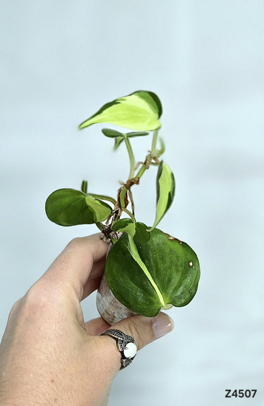 Philodendron Cream Splash #Z4507