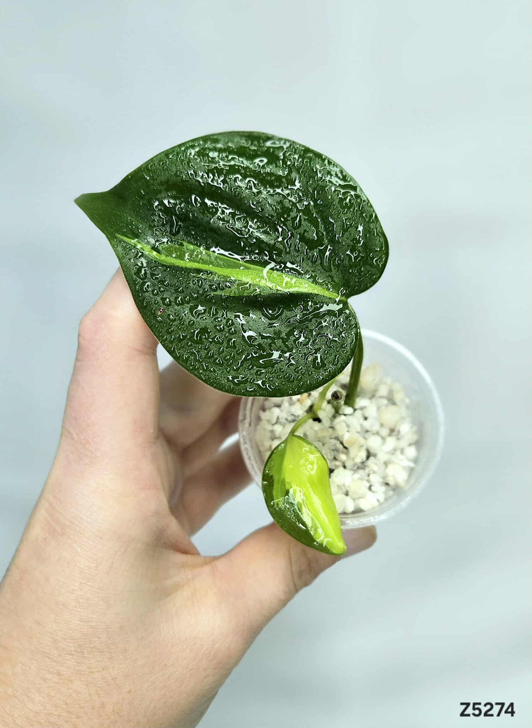 Philodendron Brazil #Z5274