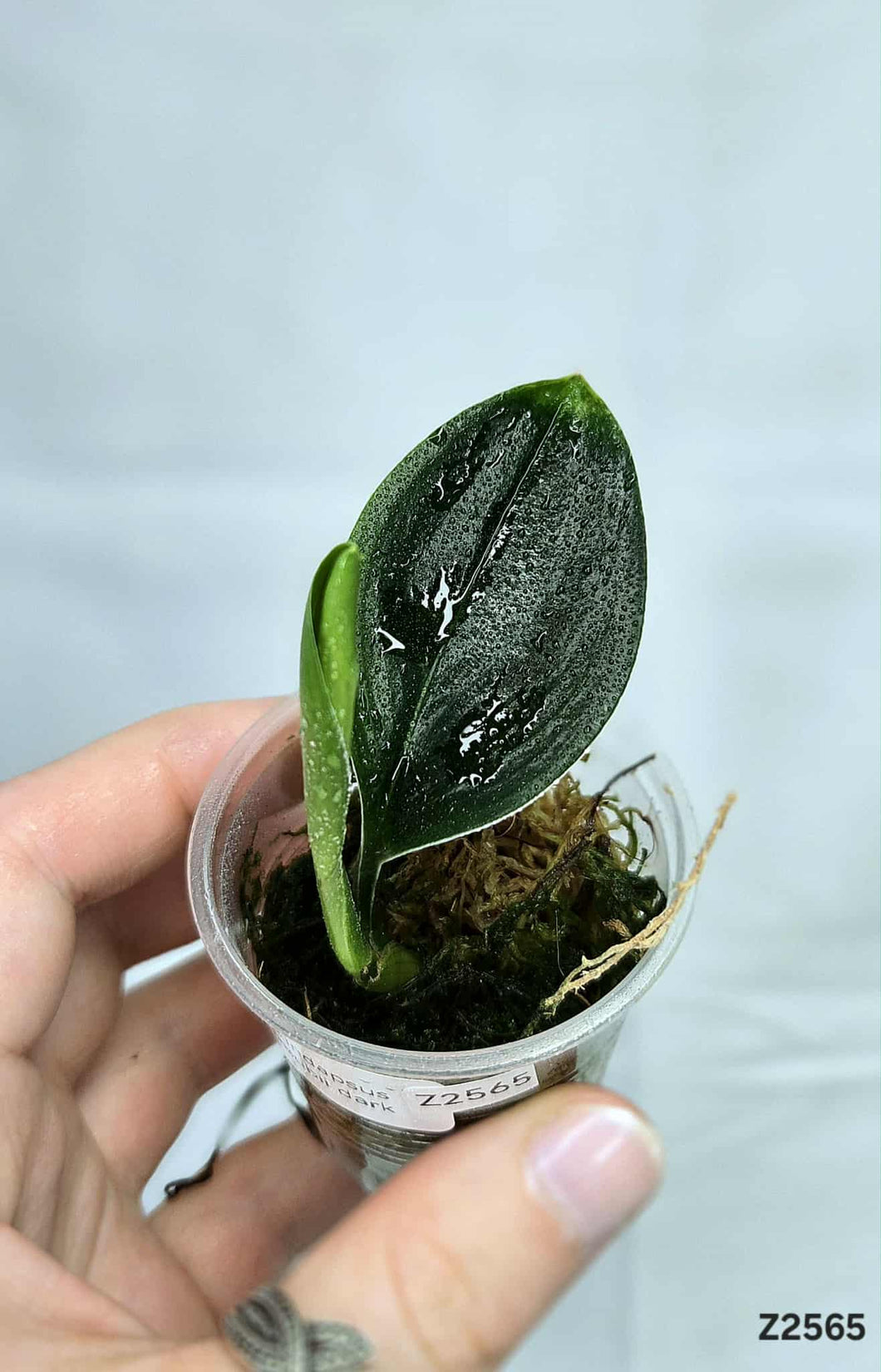 Scindapsus Treubii Dark #Z2565