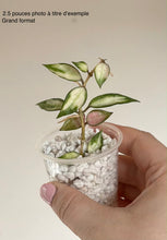 Charger l'image dans la galerie, Hoya lacunosa variegata⭐️
