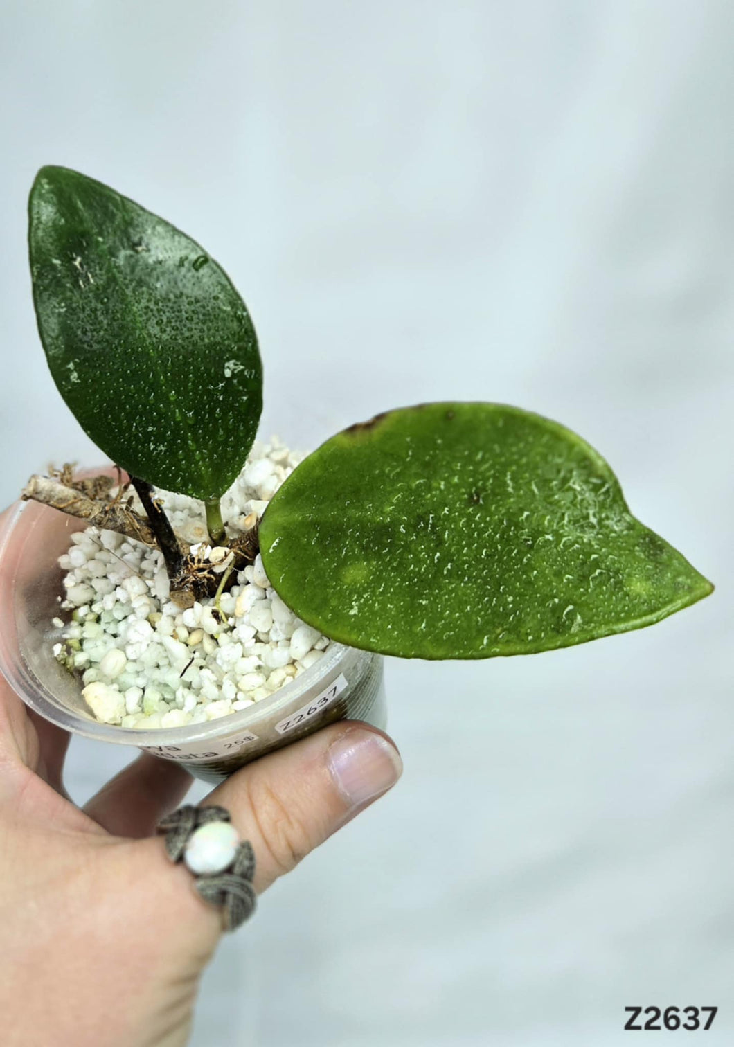 Hoya Caudata « Big Green Leaves » ⭐️ #Z2637