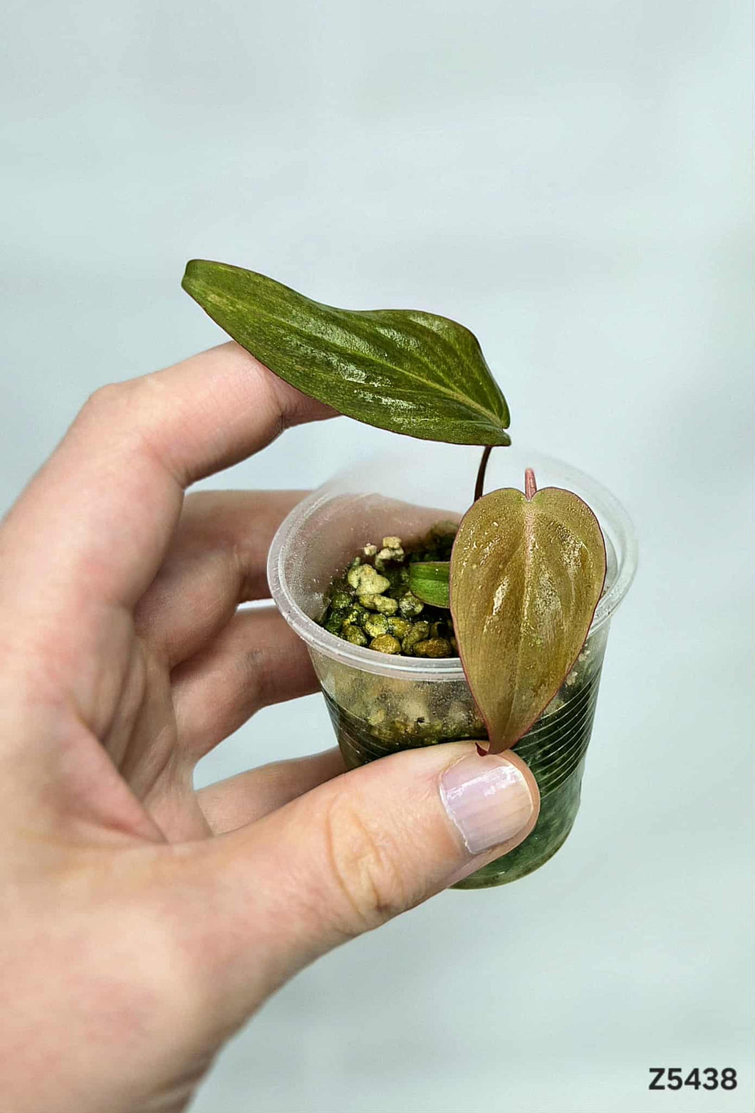Philodendron Micans Mint #Z5438