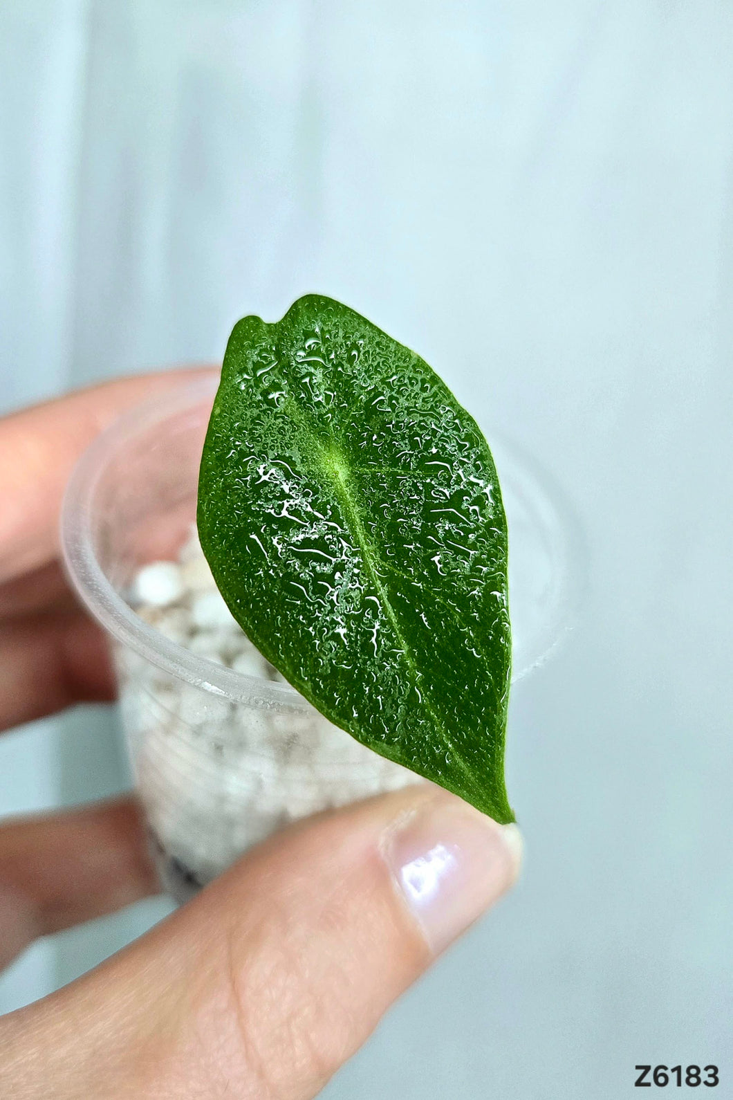 Alocasia Frydek  #Z6183