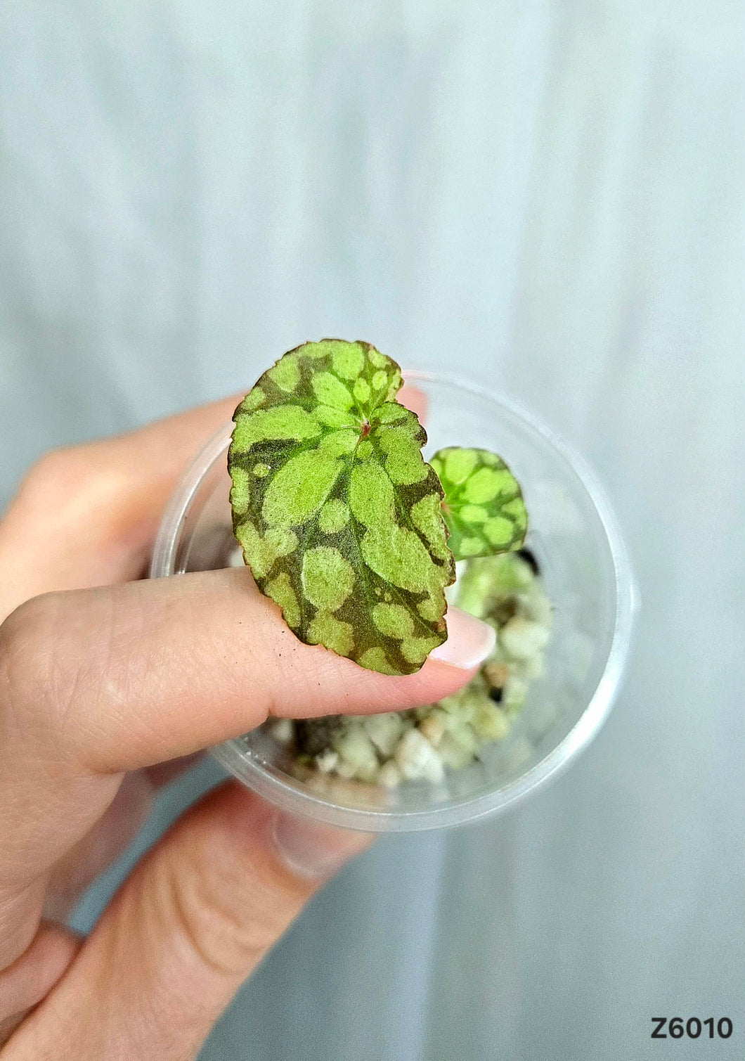 Bégonia Chloroneura Green U038  #Z6010