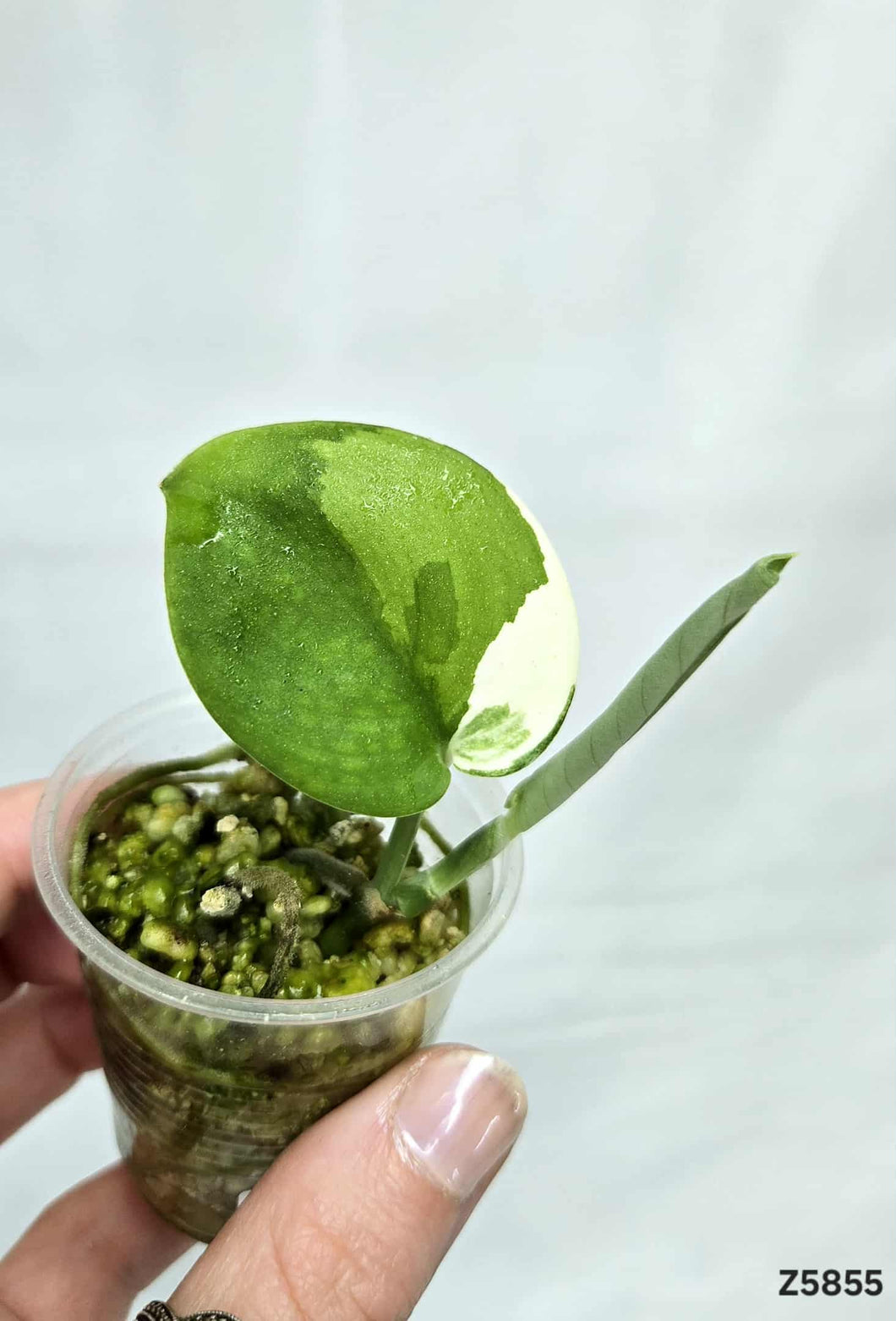 Scindapsus Jade Satin Variegata #Z5855