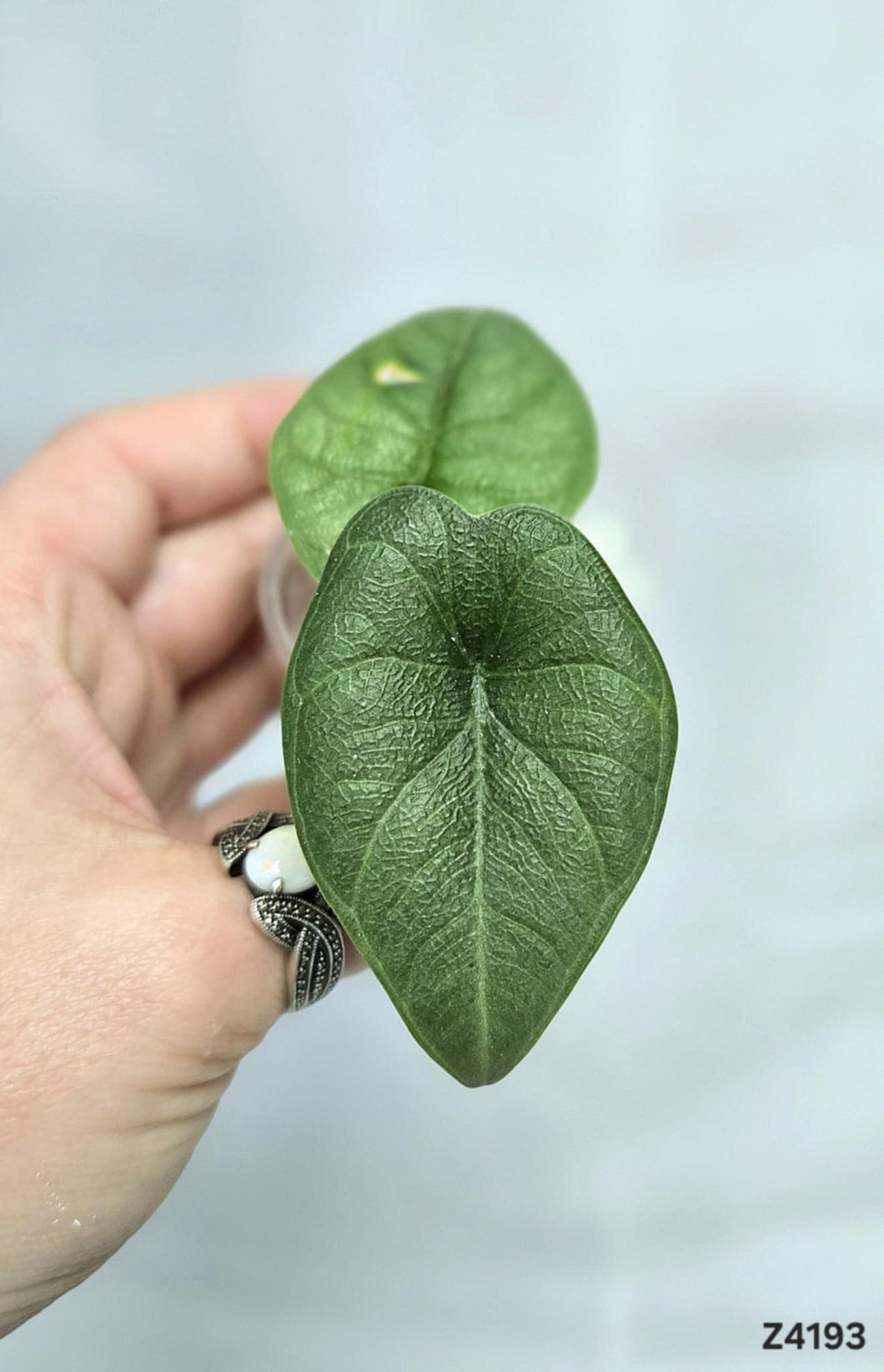 Alocasia Melo #Z4193