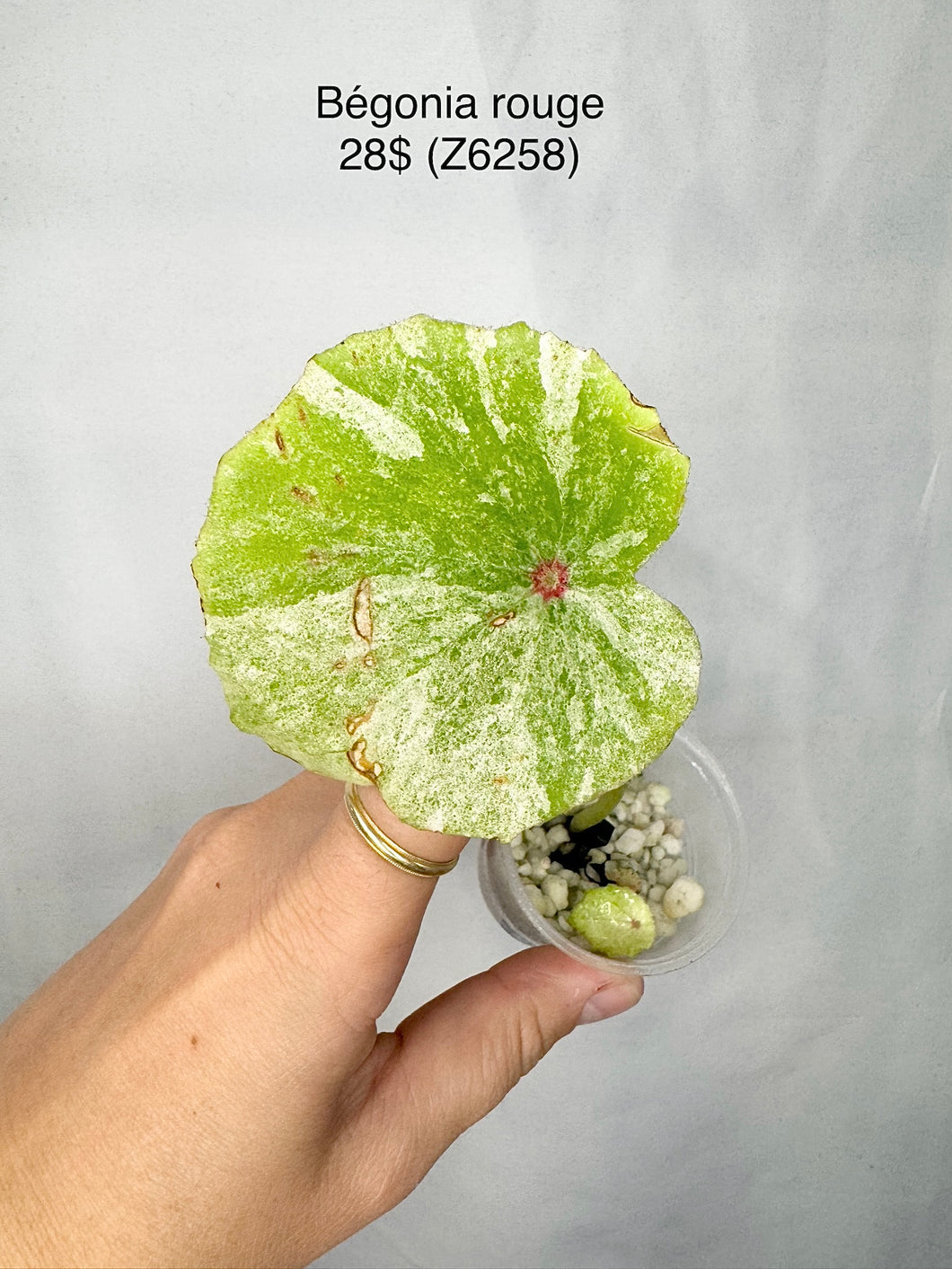 Bégonia rouge Z6258