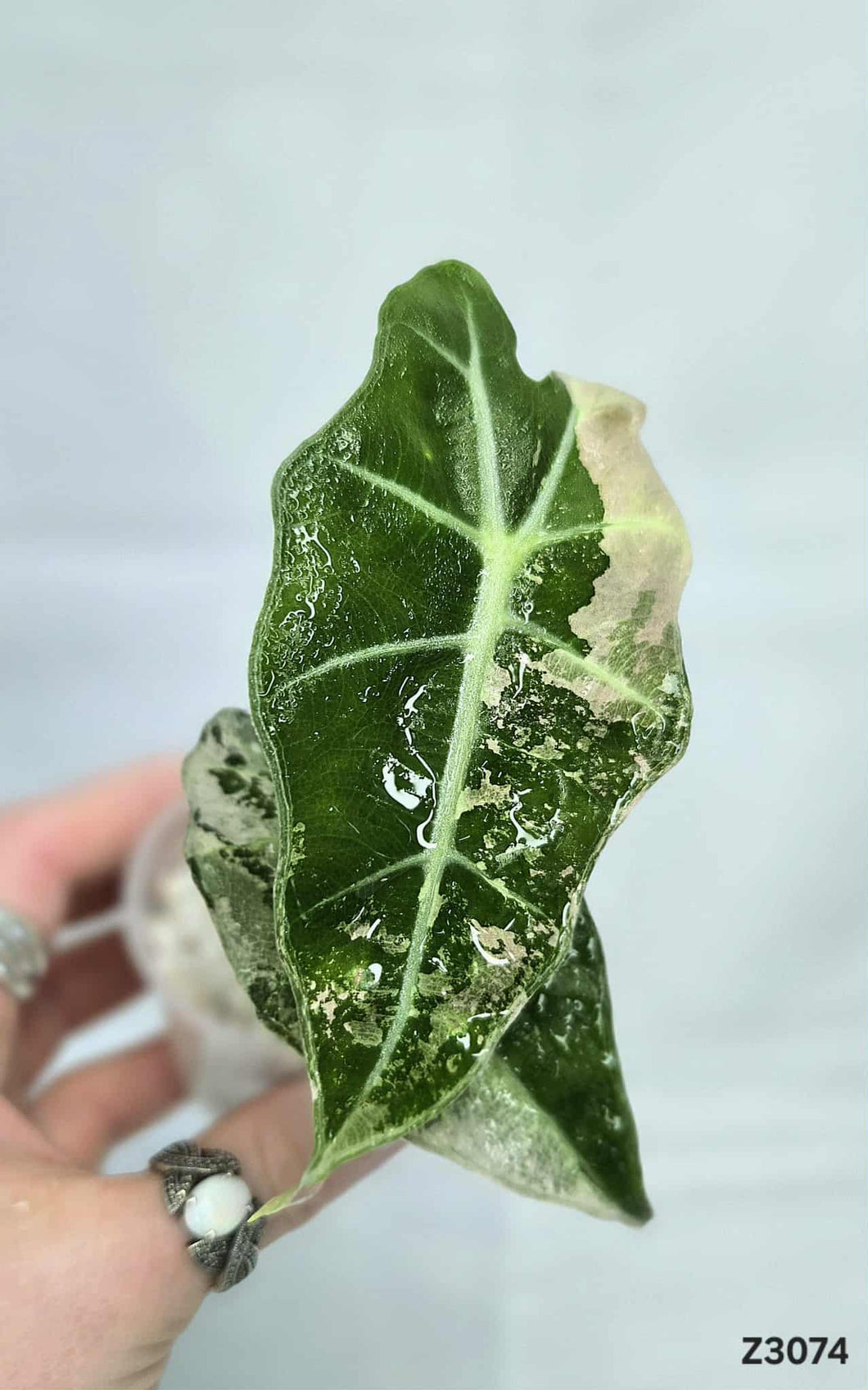 Alocasia Amazonica Albo pink #Z3074