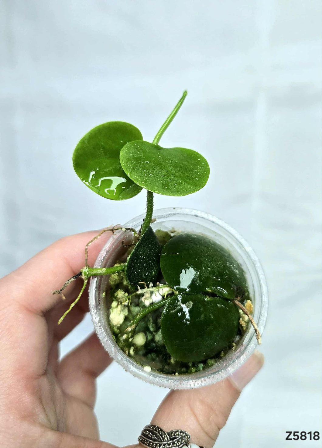Dischidia Platyphylla #Z5818