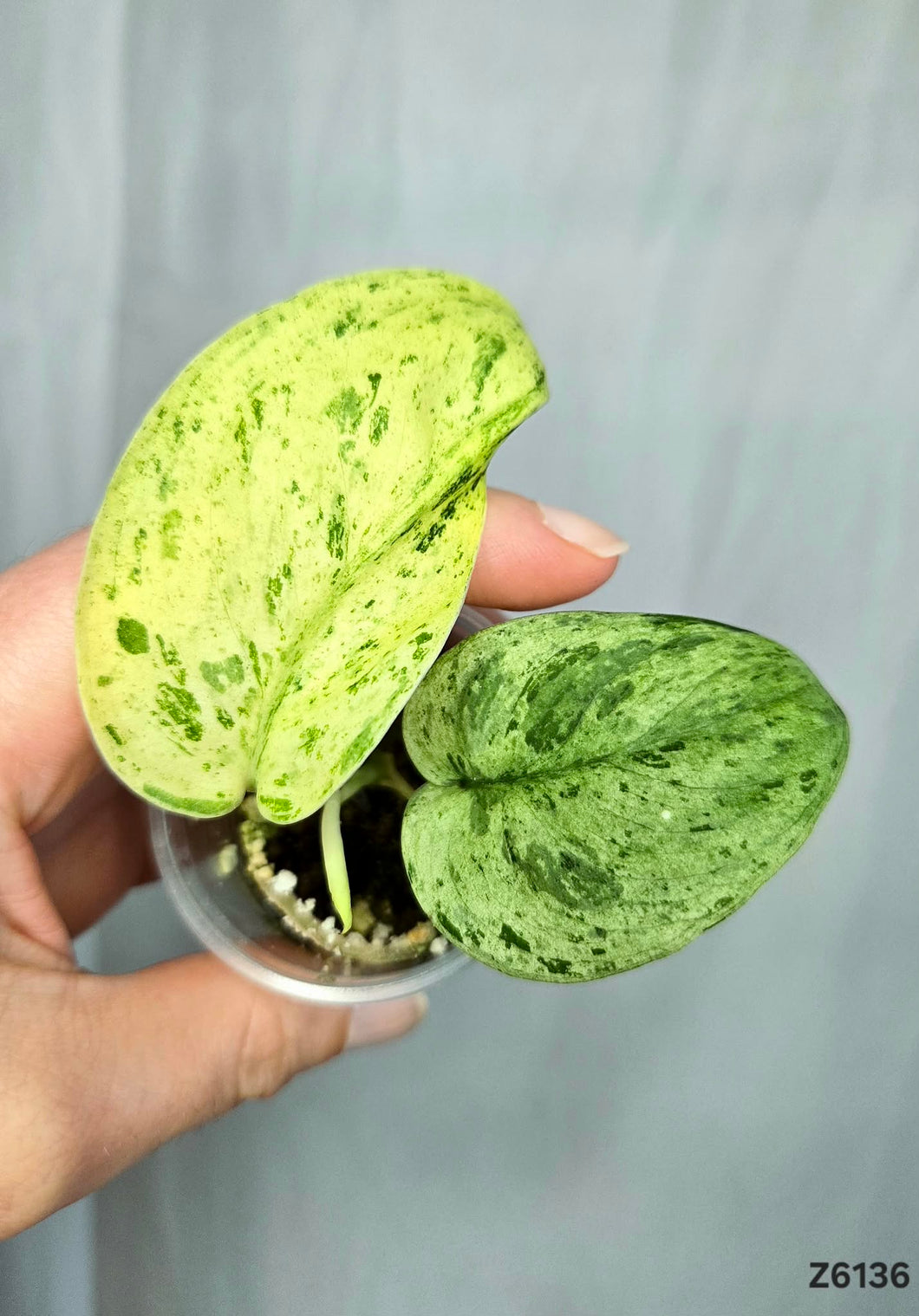 Scindapsus Jade Satin Marble #Z6136