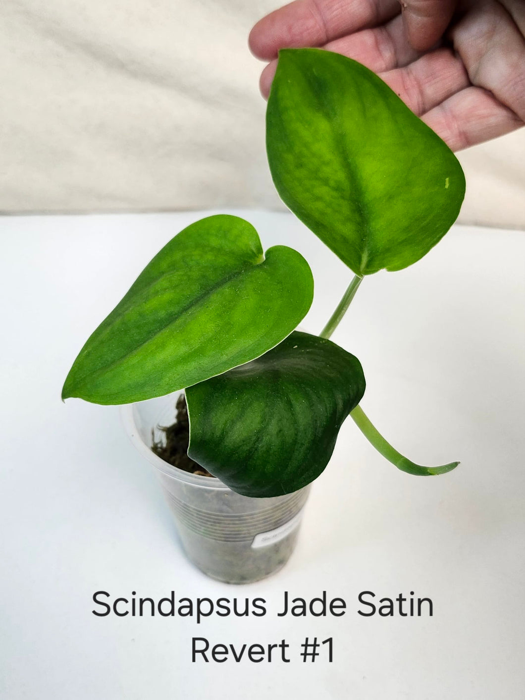 Scindapsus Jade satin revert #1
