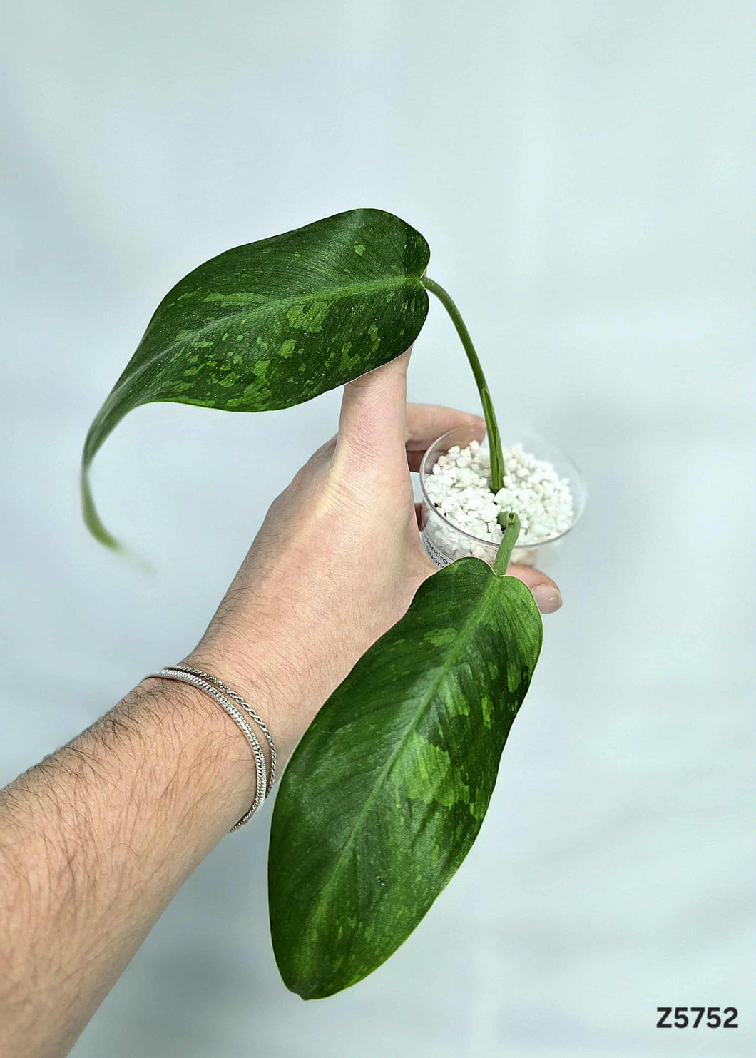 Philodendron Jose Buono #Z5752