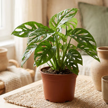 Charger l'image dans la galerie, Monstera Adansonii en pot terre cuite, grandes feuilles vertes ajourées
