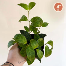 Charger l'image dans la galerie, Aeschynanthus 'Black Pagoda' en pot, feuilles vert foncé lustrées et tiges dressées
