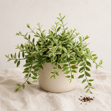 Load image into Gallery viewer, Plante en pot à tiges retombantes et feuillage panaché bicolore, vert clair et vert foncé
