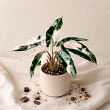 Charger l'image dans la galerie, Alocasia Bambino Pink en pot blanc, feuilles vert foncé panachées crème et rose
