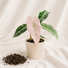 Charger l'image dans la galerie, Plante Alocasia Amazonica Mint en pot beige, feuilles vertes et rose pâle
