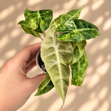 Load image into Gallery viewer, Jeune Alocasia Amazonica Polly Splash aux feuilles vertes tachetées, découpées

