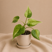 Charger l'image dans la galerie, Alocasia Cucullata Mint en pot beige, feuilles vert menthe en forme de flèche
