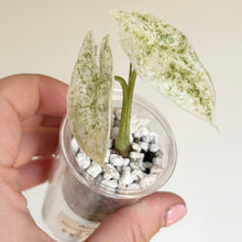 Charger l'image dans la galerie, Alocasia Longiloba Mint, deux feuilles vert menthe veinées, en petit pot avec billes claires

