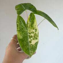 Charger l'image dans la galerie, Feuille d’Alocasia vert panaché, nervure centrale claire
