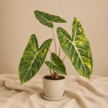 Charger l'image dans la galerie, Plante Alocasia à feuilles vertes aux nervures claires, en pot
