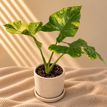 Load image into Gallery viewer, Alocasia Puberula Aurea
