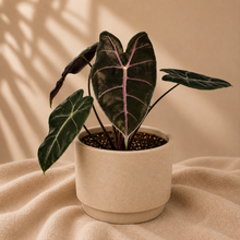 Charger l'image dans la galerie, Alocasia Purple Vein
