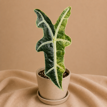 Charger l'image dans la galerie, Plante Alocasia Sanderiana Aurea en pot, feuilles vert foncé à nervures claires
