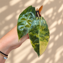 Charger l'image dans la galerie, Feuilles d’Alocasia Sedenii Aurea vertes et jaunes, nervure centrale visible, deux feuilles
