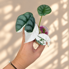 Charger l'image dans la galerie, Alocasia Silver Dragon Albo en pot, feuilles vert foncé panachées de blanc
