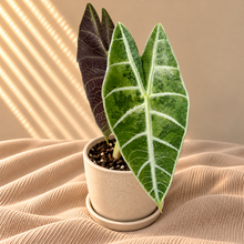 Load image into Gallery viewer, Alocasia Watsoniana Variegata Bulbil
