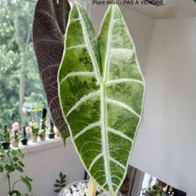 Charger l'image dans la galerie, Feuille d'Alocasia Watsoniana variegata vert panaché blanc, nervures blanches
