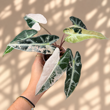 Load image into Gallery viewer, Plante Alocasia à feuilles panachées vert foncé, veinées et touches roses
