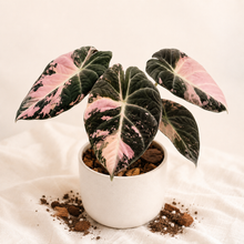 Charger l'image dans la galerie, Alocasia en pot, feuilles veloutées vert foncé, nervures blanches et touches roses.
