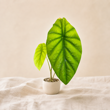 Charger l'image dans la galerie, Alocasia clypeolata 'Green Shield' : pot avec grande feuille vert vif en forme d'écu

