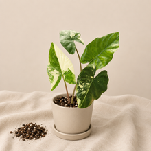 Charger l'image dans la galerie, Alocasia Flemingiana Albo en pot blanc, plusieurs feuilles vert foncé tachetées de clair
