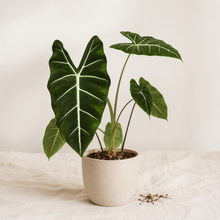 Charger l'image dans la galerie, Alocasia frydek en pot : grandes feuilles vert foncé veinées de crème
