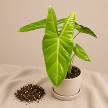 Load image into Gallery viewer, Alocasia Longiloba Gold en pot, grandes feuilles vertes avec nervures
