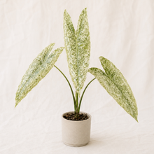 Charger l'image dans la galerie, Plante Alocasia Longiloba Mint en pot, feuilles vert menthe tachetées et nervurées.
